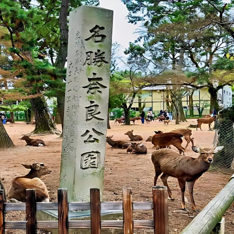 奈良公园H5 奈良公园H5