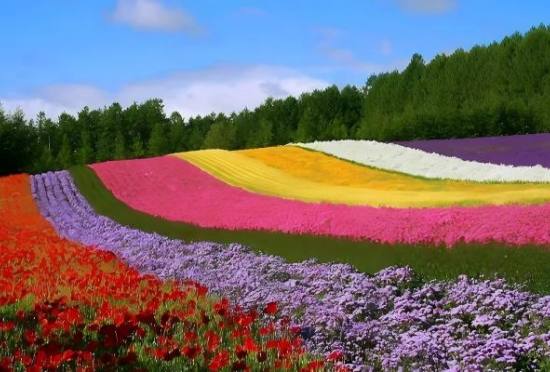 漫步花期