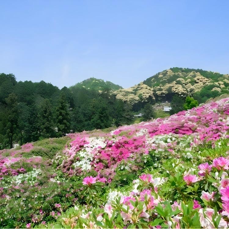 三室户寺紫阳花园(H5)